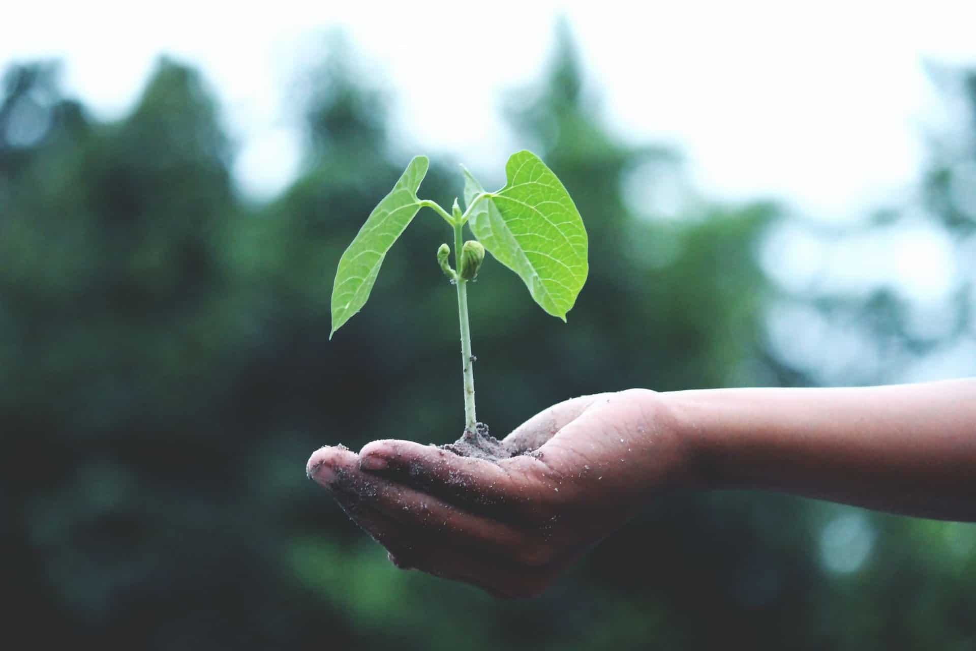 Close up of a hand holding a green seedlingk, symbolising the commitment to sustainability at Onyx Business Parks as highlighted in the article.