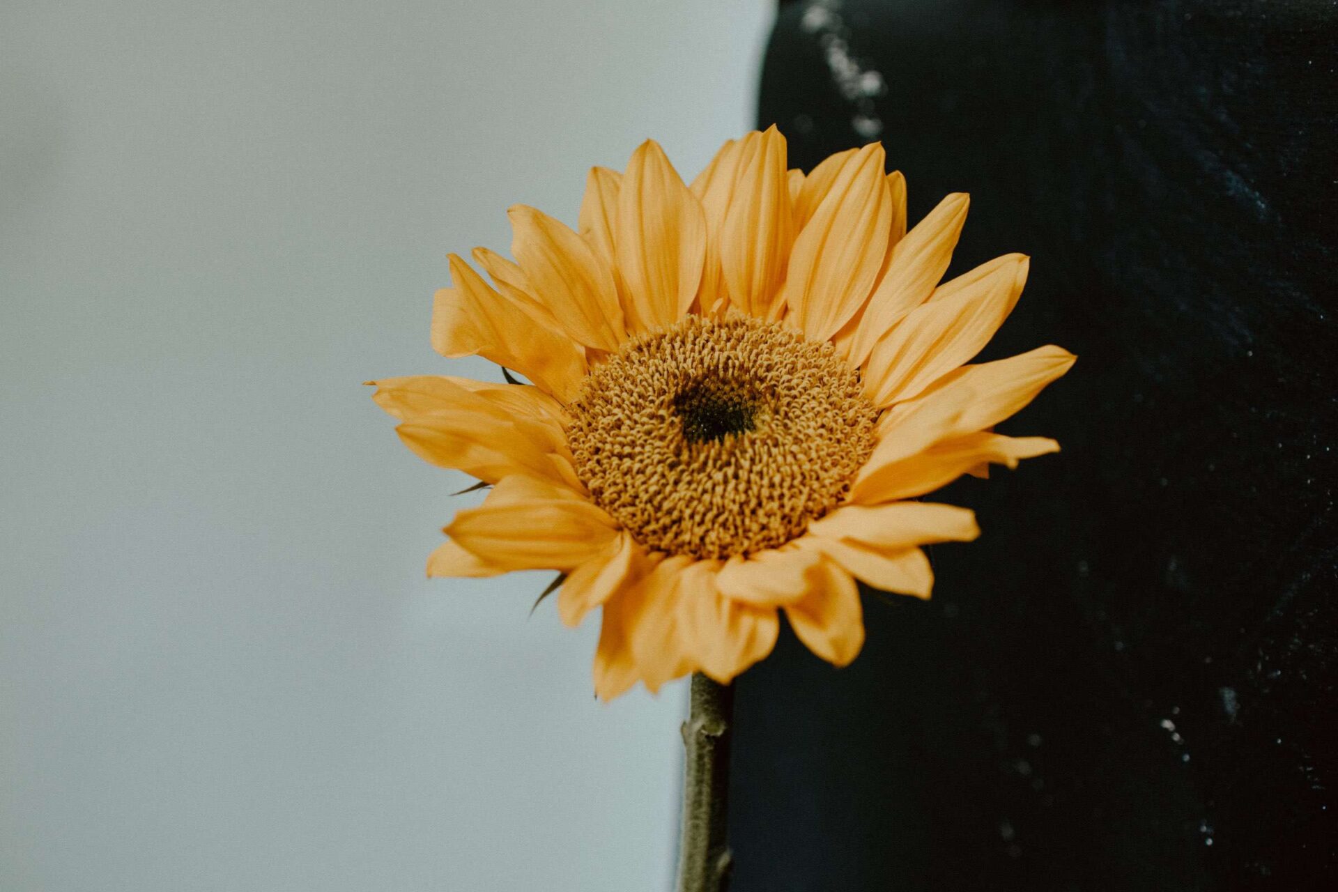 Placeholder Sunflower image